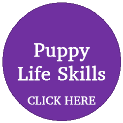 Puppy Life Skills (1 to 1)