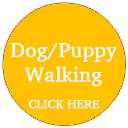 Puppy and adult Walking